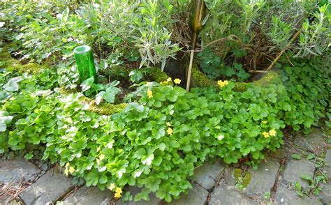 Maybe you would like to learn more about one of these? Die Waldsteinie ist ein absolut pflegeleichter und ...