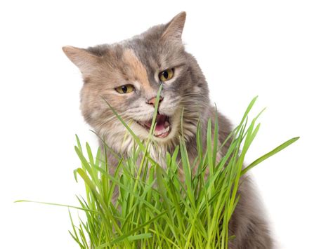 How To Grow Cat Grass Planting Cat Grass In Containers