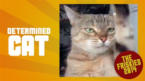 Determined Cat Scratches Door The Friskies Awards 2014 Youtube