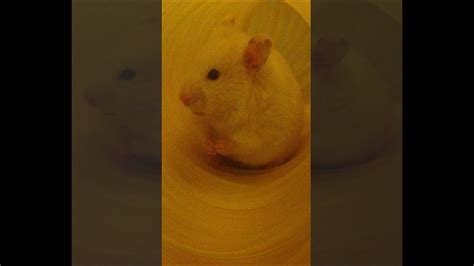 Hamster Hears Fart Youtube
