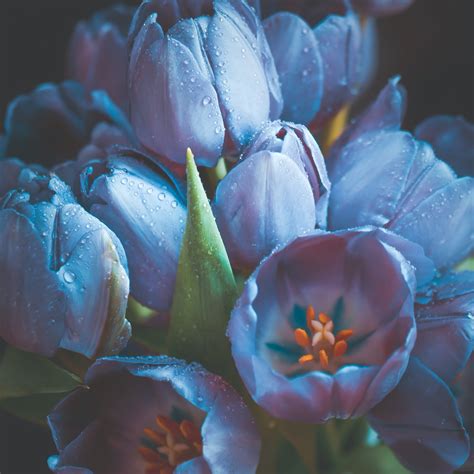 Blue Tulips Wallpapers Wallpaper Cave