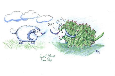 Costasiella kuroshimae (aka leaf sheep) is a species of sea slug whose beady eyes and flat face make it look like an adorable cartoon sheep. Door #2: The Leaf Sheep Sea Slug | The Invertebrate ...