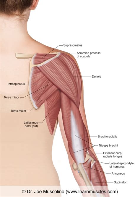 Muscles Of The Posterior Arm Superficial View Learn Muscles