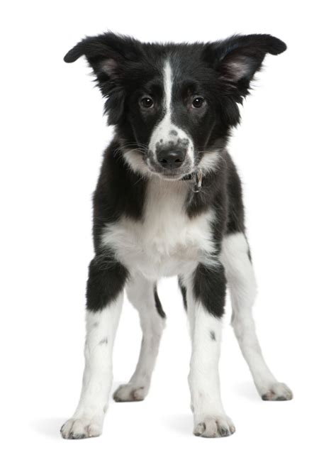 Border collies sind mittelgroße, längliche hunde. Border Collie Wachstum - Größe und Gewicht (mit Tabellen ...