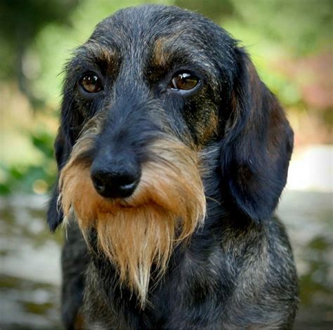 45 Wire Haired Dachshund Missouri Image Bleumoonproductions
