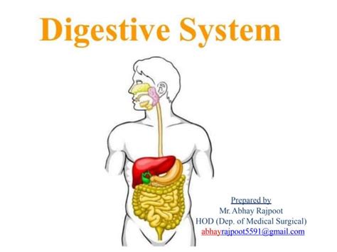 Digestive System Ppt