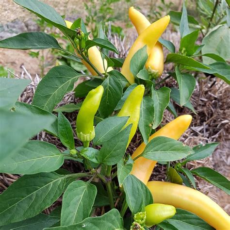 Compact plant yield nice amounts of sweet and spicy peppers. Hungarian Hot Wax Pepper Seeds - Mountain Top Seed Bank