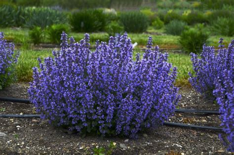The Most Exciting New Perennials For This Gardening Season Shade