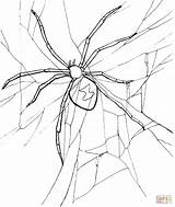 Spider Coloring Widow Printable Tail Drawing Spin Template Trapdoor Kleurplaat Getdrawings Kleurplaten Zo sketch template