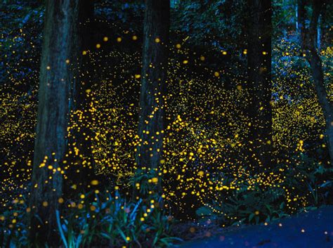 All You Need To Know About Bhandardara Fireflies Festival