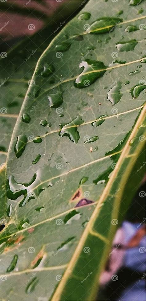 Water Droplets On A Waxy Green Leaf Stock Photo Image Of Nature