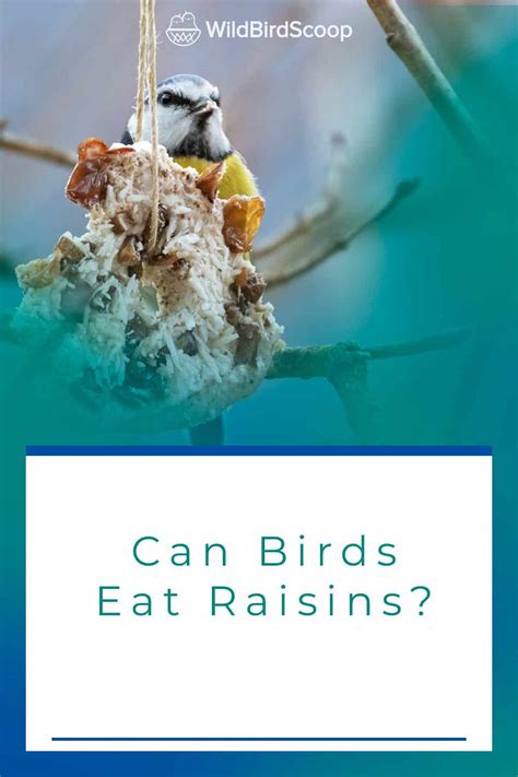 Can Birds Eat Raisins The Sweet Treat That Birds Love