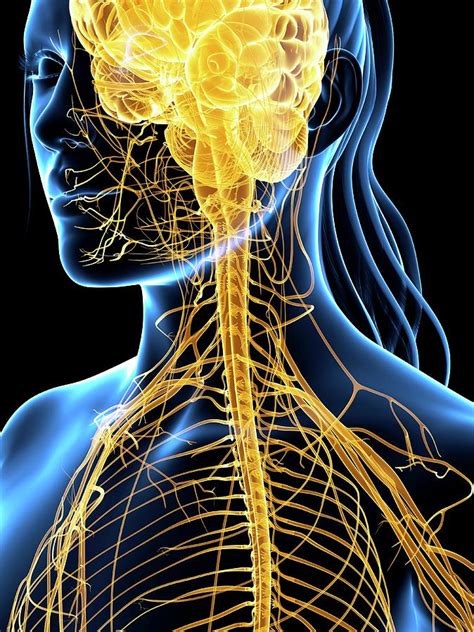 Biologisk system som styrer kroppslege funksjonar (nn); Nervous System Photograph by Sciepro/science Photo Library