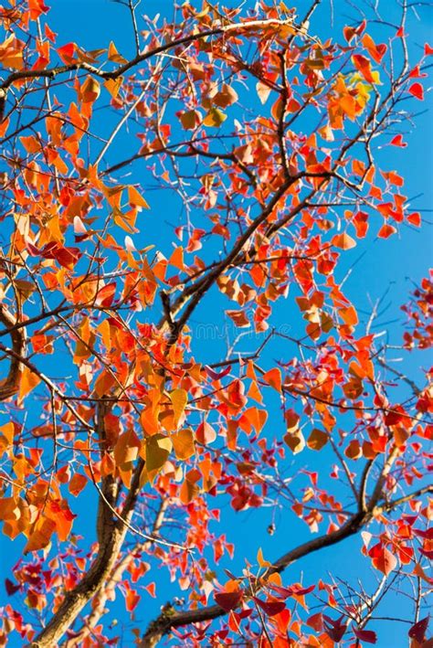 Tree That Fall Foliage And Blue Sky Stock Photo Image Of Autumn