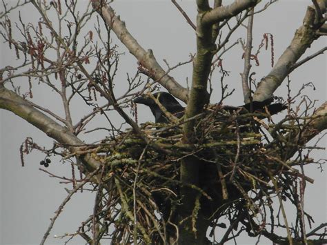 Crows Nest Alan Ohara Flickr