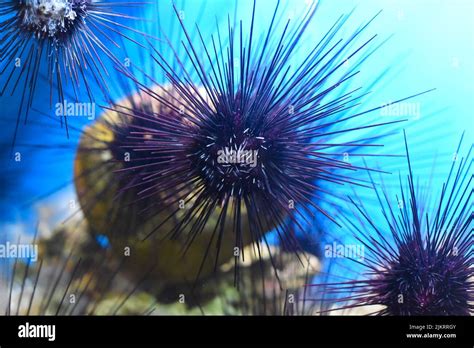 Tropical Sea Urchin In Aquarium Closeup Stock Photo Alamy