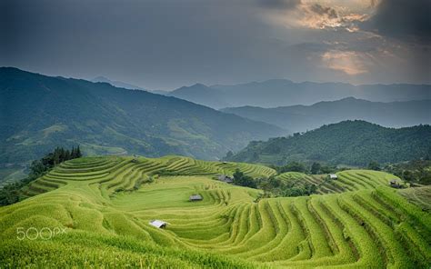 Rice Fields Before Harvestyanlerval Ricefields In The