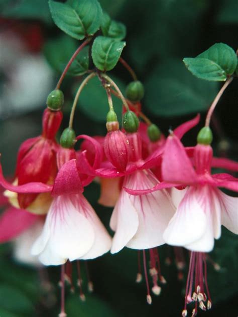Pink and white flowers plant. How to Care for Fuchsias | HGTV