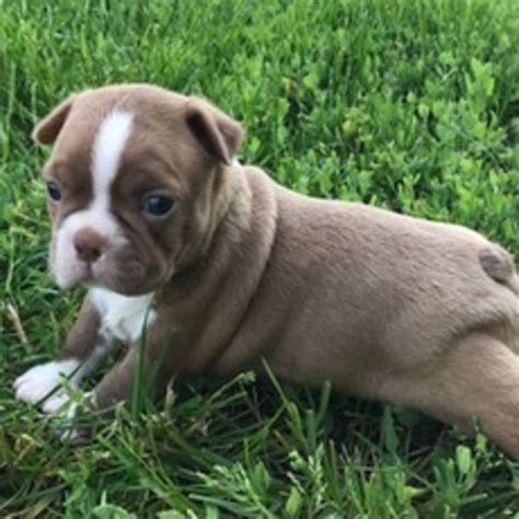 Lancaster puppies has your boston terrier for sale. Boston Terrier Puppies For Sale | Canton, OH #198797