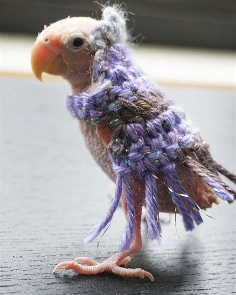 Featherless Parrot