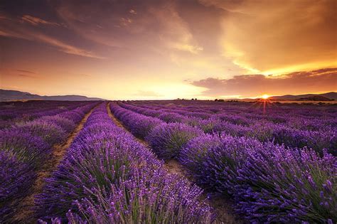 Hd Wallpaper Sting Alone On Lavender Field Tree Sunset Nature And