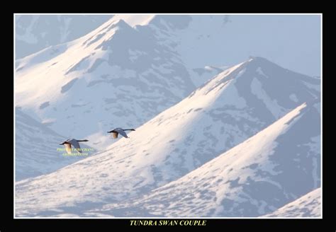 Tundra Swans Flying Over Snowy Mountains