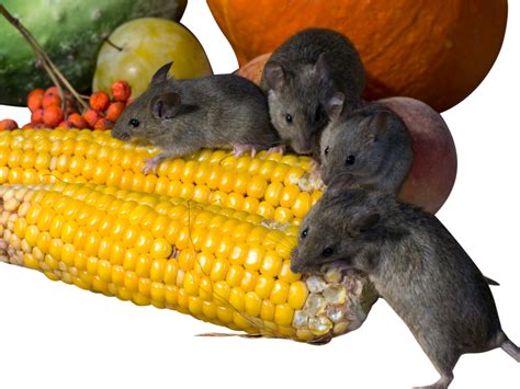 Rats Eating Corn Png Image Purepng Free Transparent Cc0 Png Image