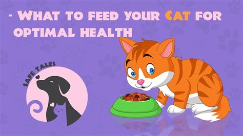 What To Feed Your Cat For Optimal Health Youtube