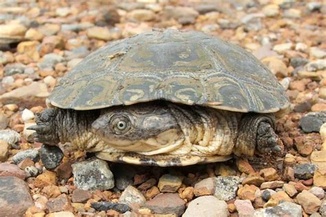 Types Of Turtles With Pictures List Of Interesting Turtle Species 2023