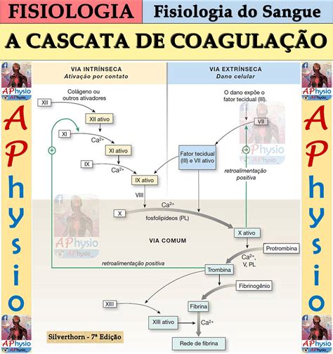 Cascata De Coagulação Sanguinea