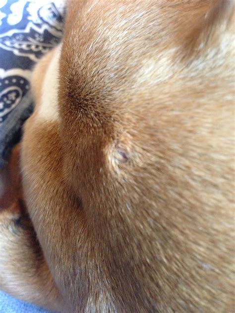 My Dog Zoe Has A Small Bump On Top Of Her Head Should I Be Worried