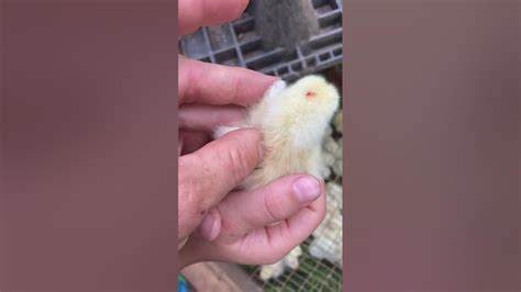 Sexing 2 Day Old Chicks Using The Wing Method Youtube