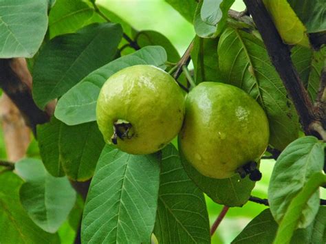 D's fruit trees is a local neighborhood appointment only nursery that specializes in tropical fruit trees. Benefits And Nutrition Of Guava Fruit Trees (Psidium ...