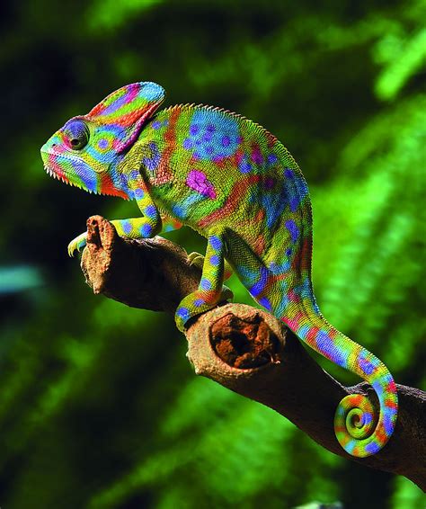 Chameleon Random Photographs And Video Chameleon Web Services