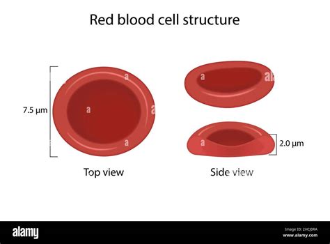 Red Blood Cell Structure Stock Photo Alamy