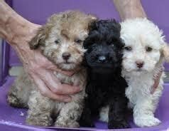 Richmond va has a lot to offer to those who love their dogs. Poodle Puppies For Sale | Richmond, VA #117449 | Petzlover