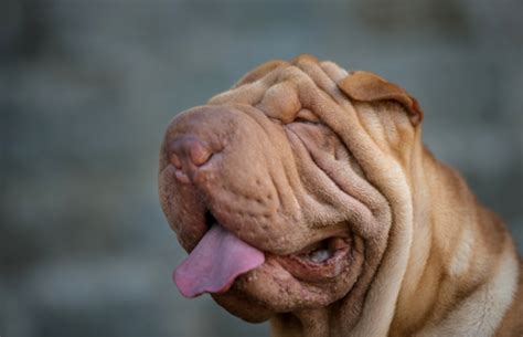 35 Ridiculously Wrinkly Dogs Whose Squishy Little Faces Will Make Your