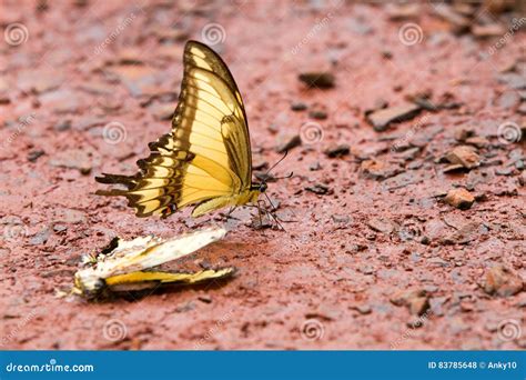 Farfalla Di Giallo Di Tiger Swallowtail Fotografia Stock Immagine Di