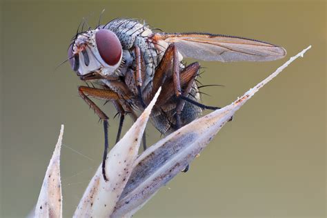 Incredible High Quality Macro Photography of Insects [20 Pics] | I Like ...