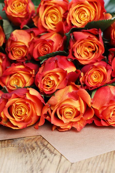 Ecuadorean Roses Auction Direct Flowers