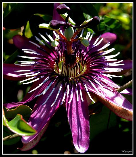 Flor Maracujá Passion Flower André Nunes Flickr
