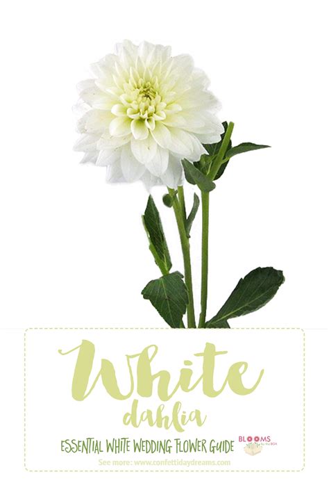 Essential white wedding flower guide names types pics. Types of white flowers dahlia