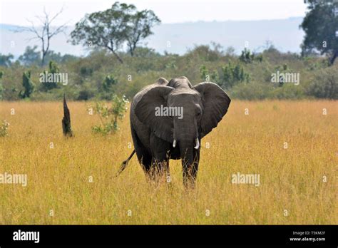 Loxodonta Africana Afrikanischer Buschelefant Afrikanischer