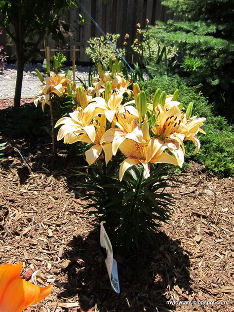 Plants In The Garden Asiatic Lily Tango Passion 4 You