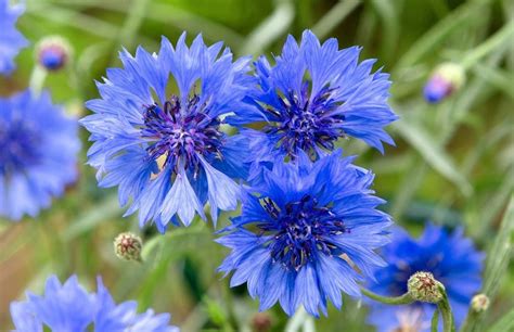 14 Flores Azules Preciosas Ejemplos Nombres Y Fotos