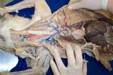 Cat Dissection Arteries Model