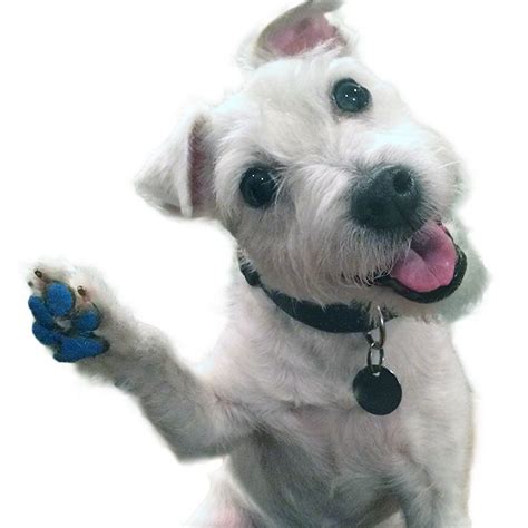 See more ideas about cute animals, crazy cats, cat paws. PawFriction Kit | PawFriction | Dogs, Dog paw pads, Your dog
