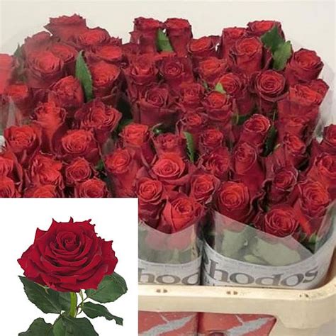 7 Best Red Roses Varieties For 2023 As Rated By Florists Eagle Link