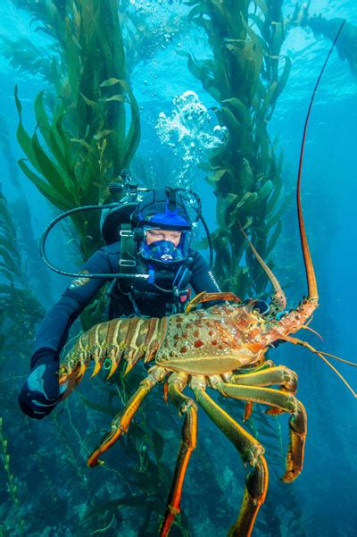 California Spiny Lobster Us National Park Service