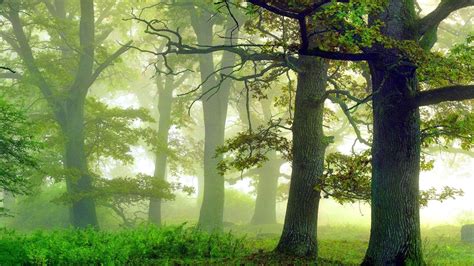 Desktop Wallpaper Foggy Forest Green Landscape Hd Image Picture